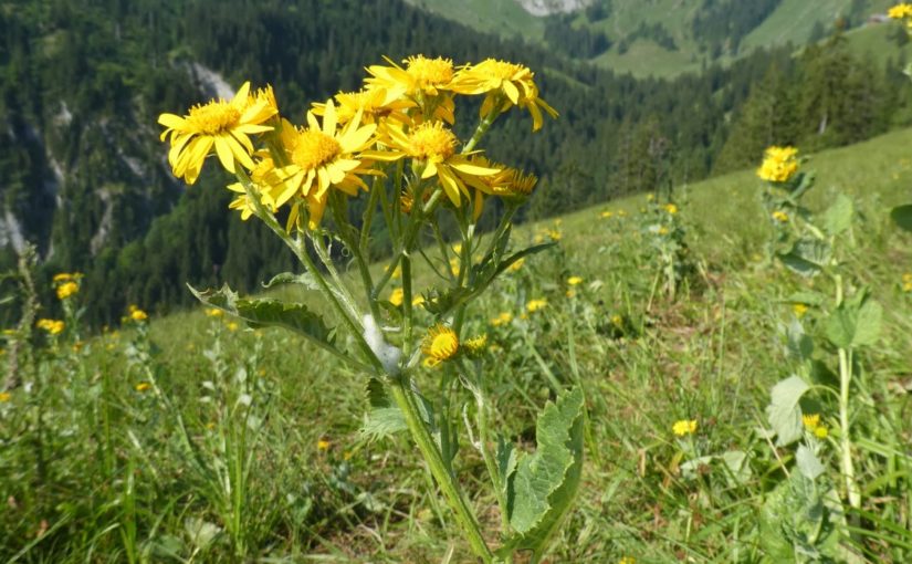 Verunkrautung Alpenkreuzkraut im Gebiet Rieter, Wolfenschiessen